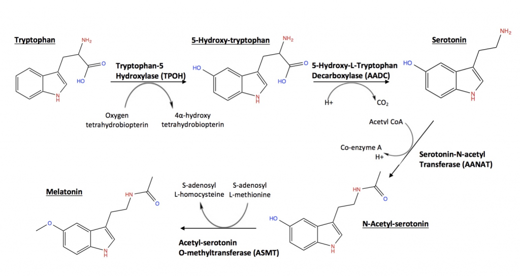 Триптофан в организме. Синтез мелатонина из триптофана. Синтез мелатонина из триптофана схема. Мелатонин Синтез биохимия. Синтез триптофана биохимия.