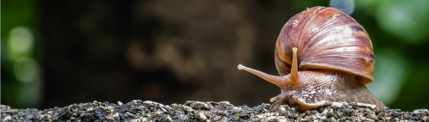 How Long Do Snails Sleep The Answer Will Surprise You Tuck Sleep